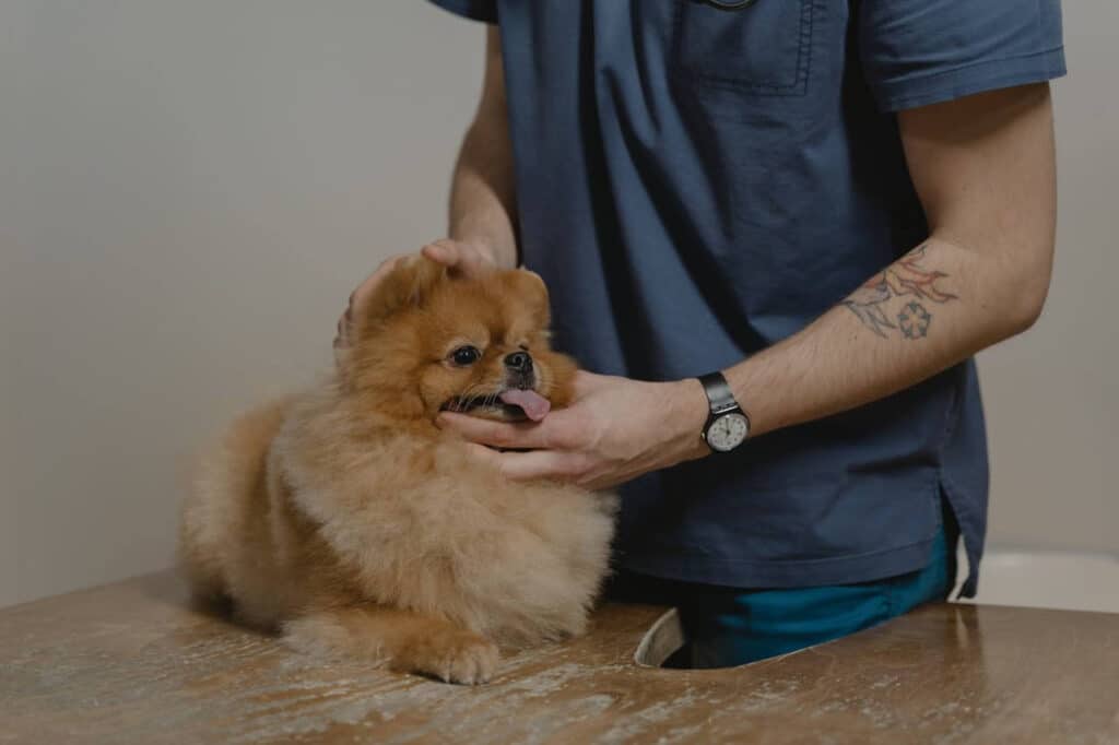 Imagem mostra um cachorro de pequeno porte sendo atendido por profissional de quiropraxia veterinária.