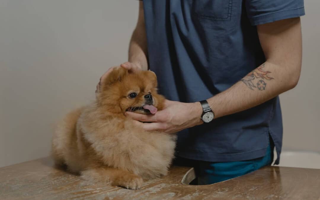 Quiropraxia Veterinária: Cuidando da Saúde dos Animais